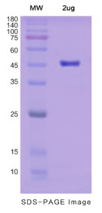 SDS-PAGE (CD1D-5279H).jpg